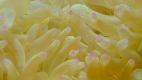 Anemone close up background. 4k Stock Footage 129200635