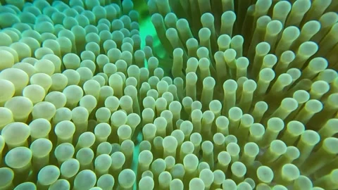 Anemone Close Up Flowing In The Current (Ritteri Anemone) 4k 스톡 동영상 256490846