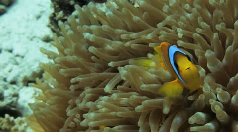 Anemone close up Stock Footage 22725154