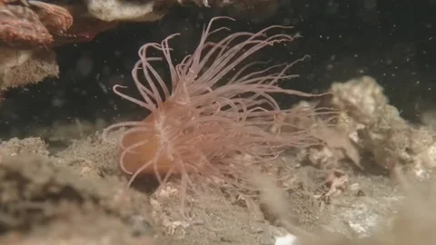 Anemone close up Stock Footage 232913234