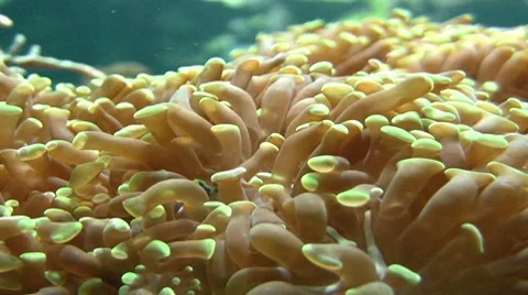 Anemone Closeup HD Video stock 7395513