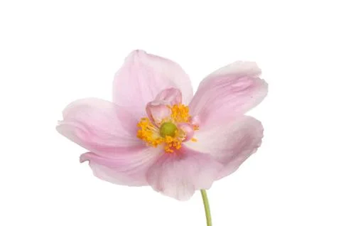 Anemone closeup Stock Photos