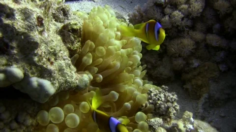 Anemone Clown Fish  Stock Footage 331575