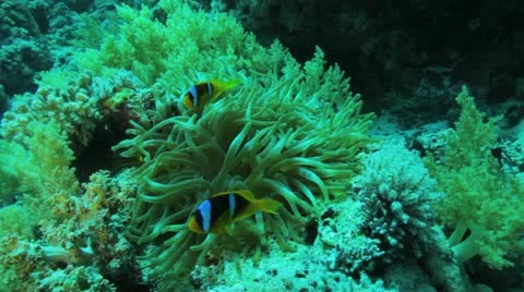 Anemone with clown fish on top Stock Footage 22641655