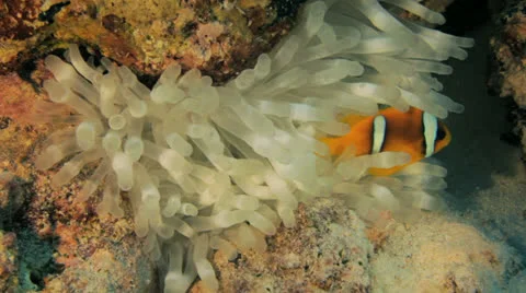 Anemone with the clown at the seabed 動画素材 22707236