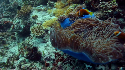 Anemone with clownfish Stock Footage 661317