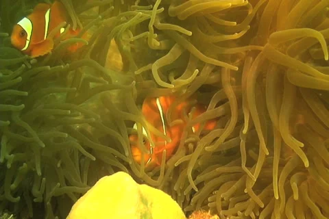 Anemone clownfish Stock Footage 5222108