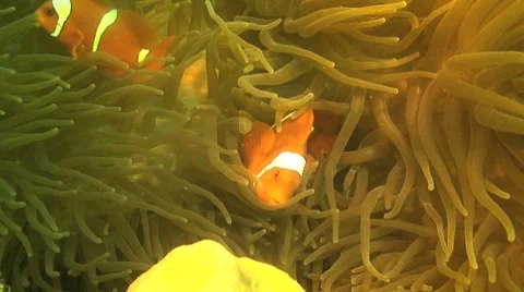 Anemone clownfish Stock Footage 8577416