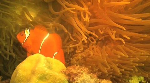 Anemone clownfish Stock Footage 8656588