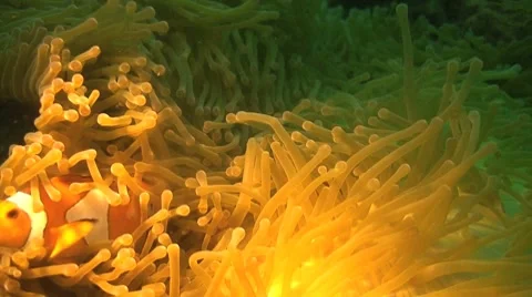 Anemone clownfish Stock Footage 8747714