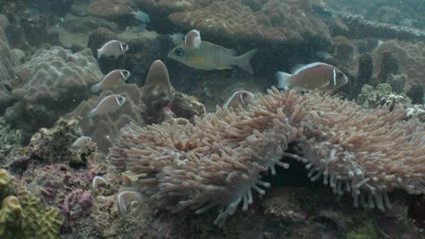 Anemone with Clownfish Stock Footage 282524239