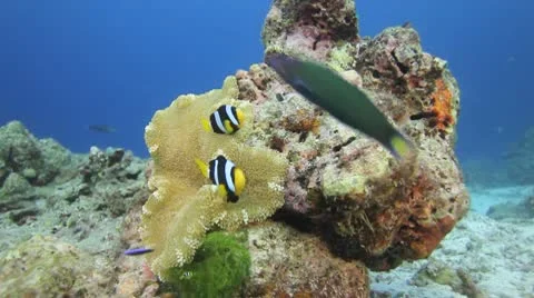 Anemone clownfish nemo Stock Footage 9344992