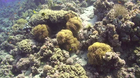 Anemone cluster on coral reef Stock Footage 295348800