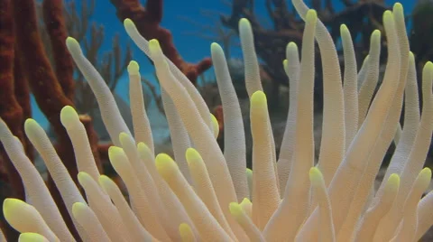 Anemone on a coral reef Video stock 3561163