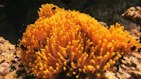 Anemone covered by clouds of damsel fish Stock Footage 22638830