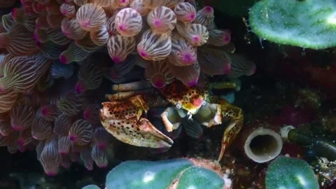 Anemone crab 4K Stock Footage 331276502