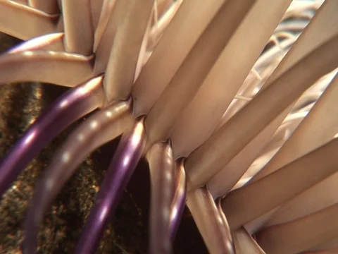 Anemone CU Video stock 98702045