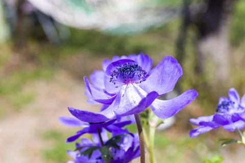 Anemone de caen Stock Photos