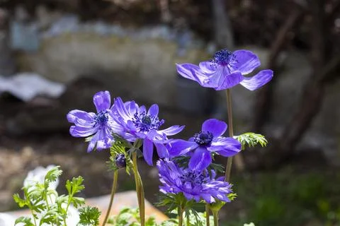 Anemone de caen Stock Photos