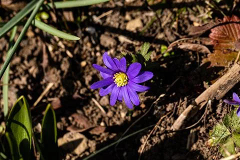 Anemone in der Winterabendsonne Stock Photos