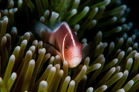 Anemone fish  (Amphiprion perideraion) in Bali Stock Photos