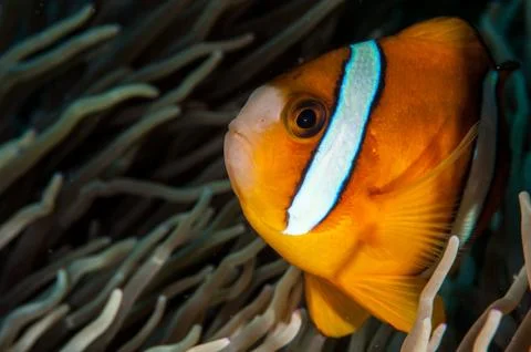 Anemone fish (Amphiprion sp.) in Bali Stock Photos