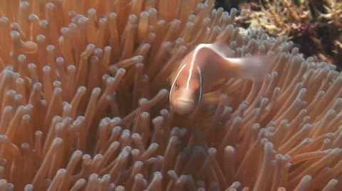 Anemone Fish on an Anemone Stock Footage 157444