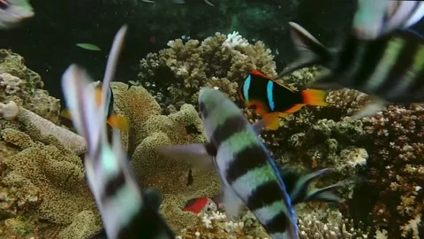 Anemone fish on an anemone surrounded by lots of  tropical fish in Fiji Stock Footage 176715529
