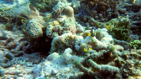 Anemone fish can live where few other fish can 스톡 동영상 272565136