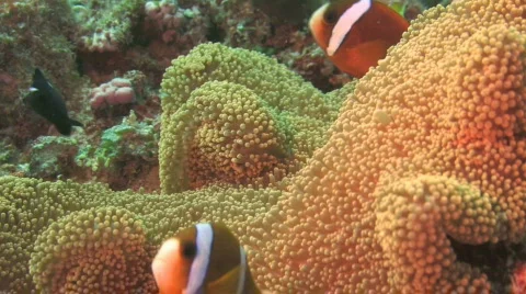 Anemone Fish Stock Footage 156578