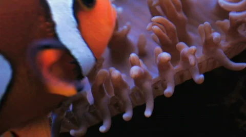 Anemone Fish Stock Footage 268626