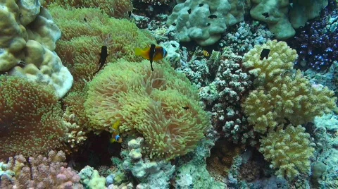 Anemone fish Stock Footage 585940