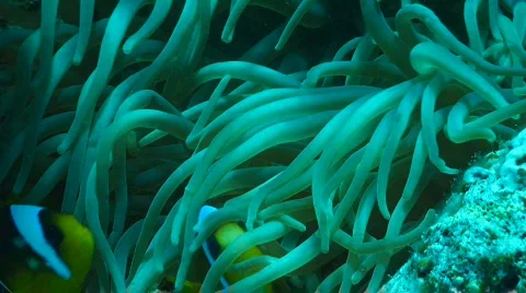 Anemone fish Stock Footage 585986