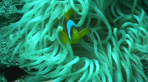 Anemone fish Stock Footage 586489