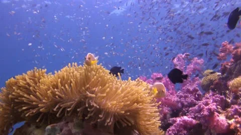 Anemone Fish Stock Footage 22306731