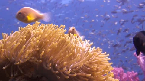 Anemone Fish Stock Footage 22312624