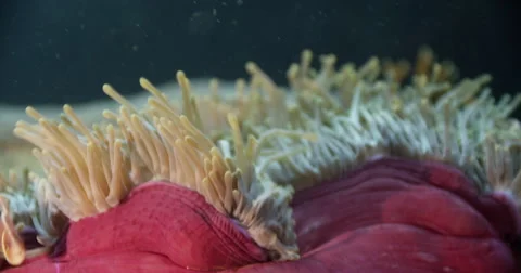 Anemone Fish Stock Footage 57370396