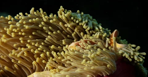 Anemone Fish Stock Footage 57371483