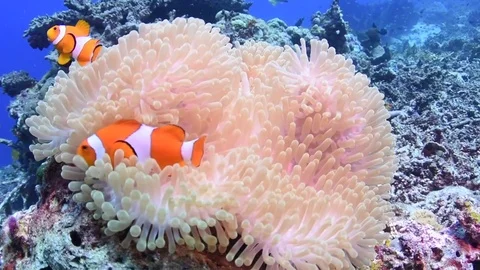 Anemone Fish Stock Footage 79867963