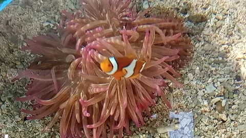 Anemone Fish Video stock 244613324