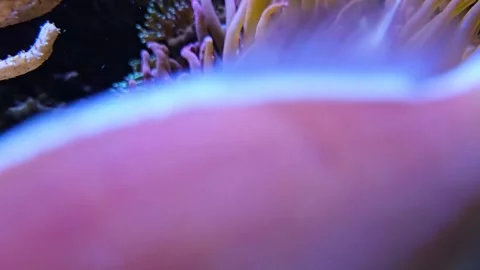 Anemone with fish Stock Footage 261439628