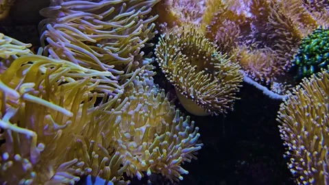 Anemone with fish Video stock 261440239