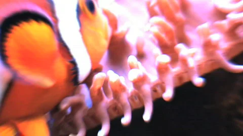 Anemone Fish with Glow effect Stock Footage 268698