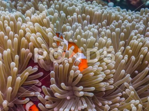 Anemone fish hiding place Stock Photos