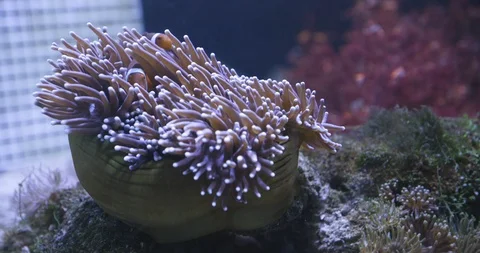 Anemone fish inside the coral Stock Footage 93654627