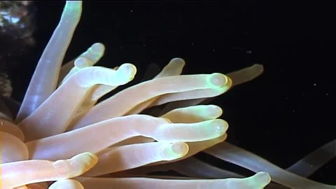 Anemone Fish In The Night Stock Footage 299875390