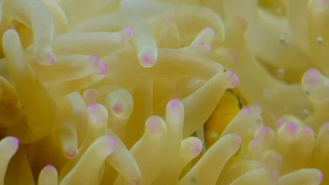 Anemone fish or clown fish hiding inside an anemone Video stock 129201308