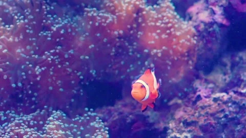 Anemone Fish or Orange Nemo Fish Swimming in Tank at Aquarium Stock Footage 153523186