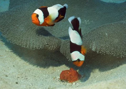 Anemone Fish Stock Photos