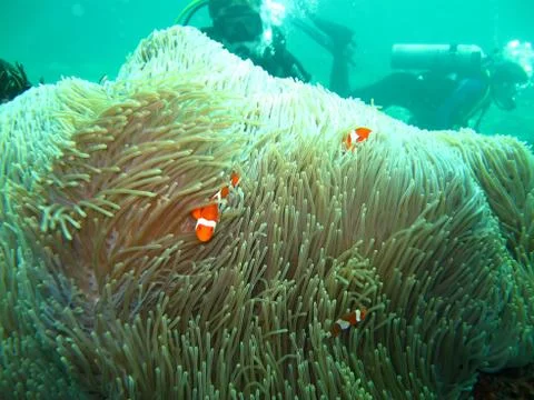 Anemone fish Stock Photos